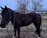 all-black-gelding