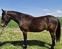 dressage-mustang-horse