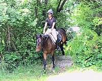 equitation-mustang-horse