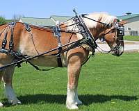 all-around-belgian-horse