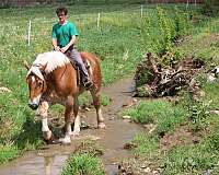 lesson-belgian-horse