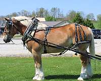mounted-patrol-belgian-horse
