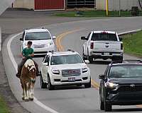 team-driving-belgian-horse