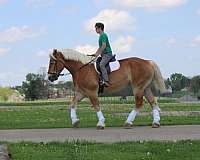 trail-belgian-horse