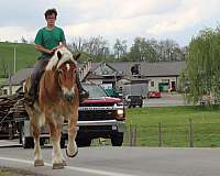 trail-riding-belgian-horse