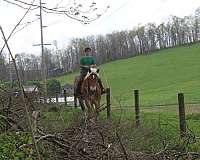 driving-belgian-horse