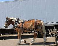 parade-belgian-horse
