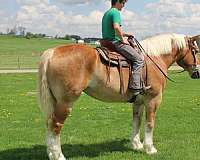 husband-safe-belgian-horse