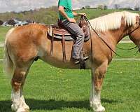 beginner-belgian-horse