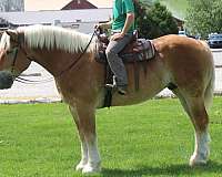 english-pleasure-belgian-horse