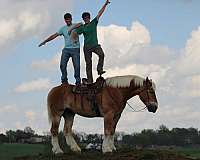 pleasure-driving-belgian-horse