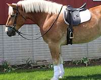 kid-safe-belgian-horse