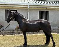 half-arabian-mare
