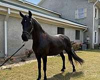 half-arabian-horse-for-sale