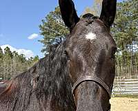 17-hand-percheron-mare