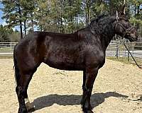 black-mare-for-sale