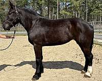 black-percheron-mare