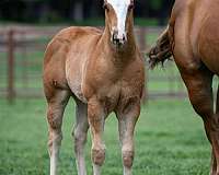 showmans-colt