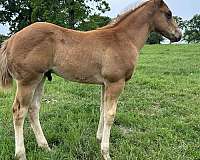 all-around-paint-horse