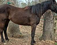 thoroughbred-mare