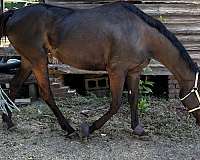 thoroughbred-horse-for-sale