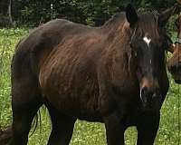 thoroughbred-mare