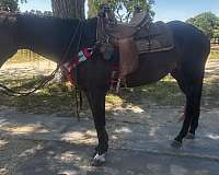 thoroughbred-horse-for-sale