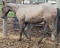 blue-roan-black-mane-tail-horse