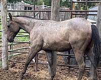 cowhorse-bred-quarter-horse