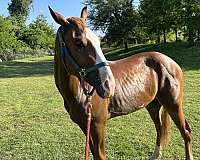 young-draft-horse