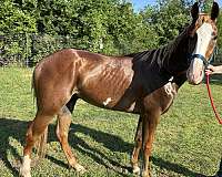young-horse-draft