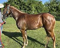 chestnut-minimal-overo-horse