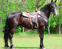 all-around-friesian-horse