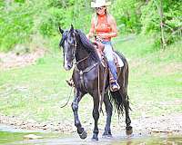 driving-friesian-horse