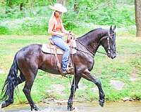 endurance-friesian-horse