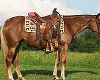friends-gypsy-vanner-horse