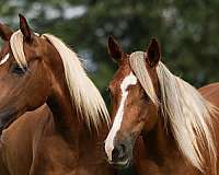 six-years-mare