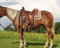 star-horse