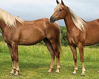 chestnut-star-horse