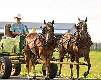 all-quarter-horse