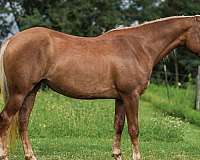 anyone-quarter-horse