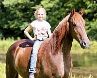 athletic-quarter-horse