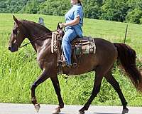 all-around-quarter-horse