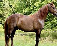 good-looks-gelding