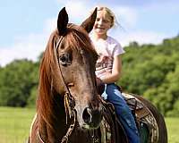 ability-quarter-horse