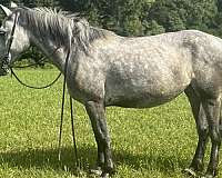 strip-socks-horse
