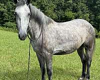 all-around-quarter-horse