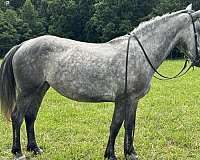 athletic-quarter-horse