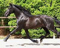 andalusian-horse