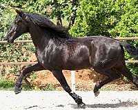 black-andalusian-horse